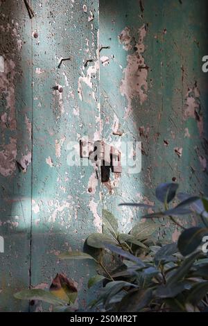 Rostiges Vorhängeschloss und Scharnier an einer verwitterten Tür mit grüner, abblätternder Farbe in einem Lichtbad. Stockfoto