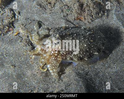 Ein junger gemeiner Tintenfisch (Sepia officinalis), der sich perfekt mit dem sandigen Meeresboden verschmilzt, Tauchplatz Playa, Los Cristianos, Teneriffa, Kanarische Inseln, Stockfoto