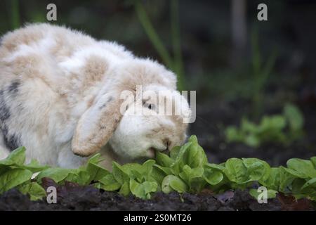 Kaninchen (Oryctolagus cuniculus domestica), Widderkaninchen, Schlampenohren, Salat, Hunger, im Garten isst das Hauskaninchen den frischen Wintersalat Stockfoto