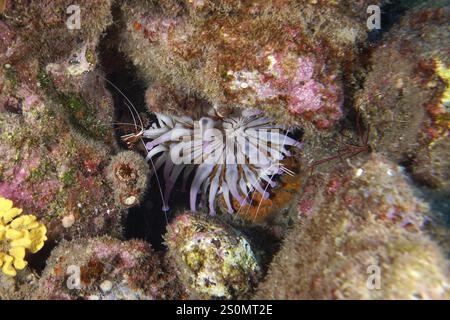 Weiße Clubanemone (Telmatactis cricoides) mit purpurfarbenen Tentakeln in einer Spalte. Tauchplatz Roca Jolia, Las Galletas, Teneriffa, Kanarische Inseln, Stockfoto