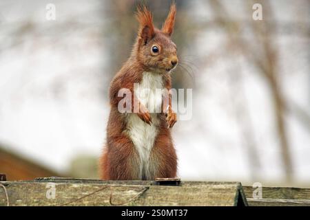 Ein rotes Eichhörnchen steht wachsam auf hölzernem Hintergrund, umgeben von einer natürlichen Herbstatmosphäre, Braunschweig, Niedersachsen, Deutschland, Europa Stockfoto