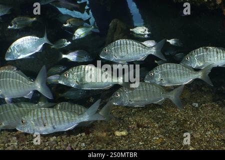 Schwarm von Silberbrassen (Lithognathus mormyrus) schwimmen im dunklen Wasser, Tauchplatz Wrack der Condesito, Las Galletas, Teneriffa, Kanarische Inseln Stockfoto