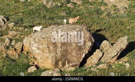 Zwei Ziegen, die auf einem großen Felsen in einer grünen Landschaft stehen, Schafe (e) oder Ziege (n), ovis, Caprae, Kreta, griechische Inseln, Griechenland, Europa Stockfoto