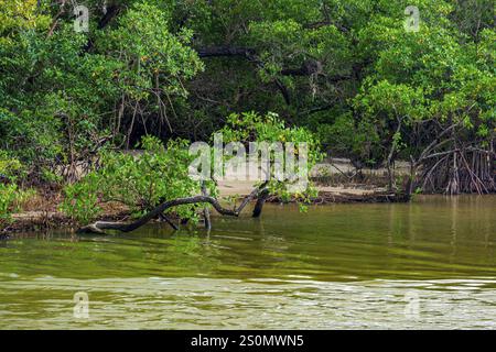 Kleiner Strand versteckt zwischen der Mangrovenvegetation und dem Flusswasser an der Küste von Bahia Serra Grande, Bahia, Brasilien, Südamerika Stockfoto