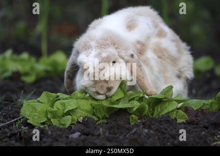 Hauskaninchen (Oryctolagus cuniculus forma domestica), Widderkaninchen, Kopfsalat, essen, das Kaninchen mit Schlackenohren genießt den Wintersalat Stockfoto