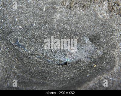 Ein junger gemeiner Tintenfisch (Sepia officinalis), getarnt und versteckt sich im Sand des Meeresbodens, Playa Tauchplatz, Los Cristianos, Teneriffa, Kanarische Inseln Stockfoto