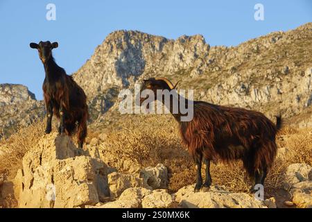 Zwei Ziegen, die im Sonnenlicht auf einem felsigen Hang in der Berglandschaft stehen, Schafe (e) oder Ziege (n), Ovis, Caprae, Kreta, griechische Inseln, Griechenland, Euro Stockfoto