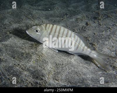 Marmorbrasse (Lithognathus mormyrus) liegt auf sandigem Grund im Meerwasser, Tauchplatz Playa, Los Cristianos, Teneriffa, Kanarische Inseln, Spanien, Europa Stockfoto