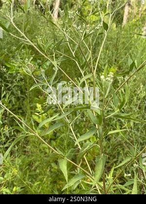 Spätboneset (Eupatorium serotinum) Stockfoto