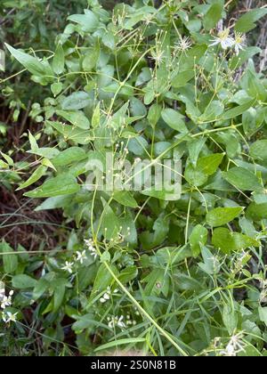 Western White Clematis (Clematis ligusticifolia) Stockfoto