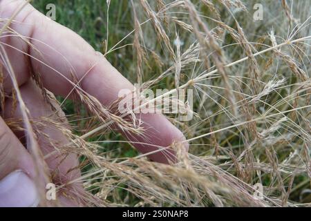 Lose Seidenbeugung (Apera spica-venti) Stockfoto