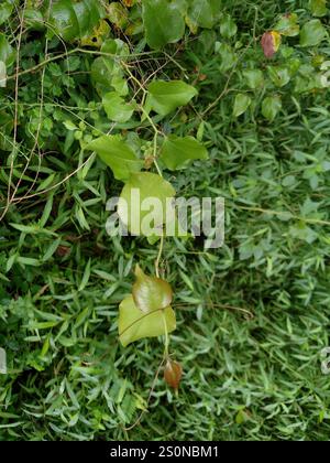 Roundleaf greenbrier (Smilax rotundifolia) Stockfoto