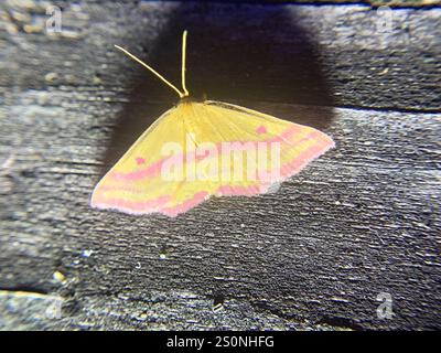 Geometer Motte (Haematopis grataria) Stockfoto