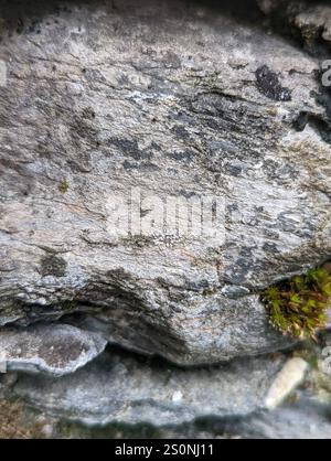 Mörtelflechte (Myriolecis dispersa) Stockfoto