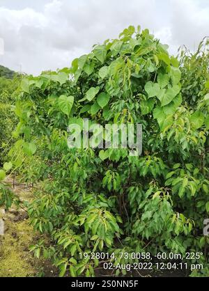 milchmangroven (Excoecaria agallocha) Stockfoto