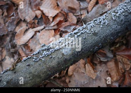 Buchenholzwarze auf Zweig mit Hoarfrost Stockfoto