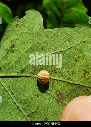 Gestreifte Pea Gall Wasp (Cynips longiventris) Stockfoto
