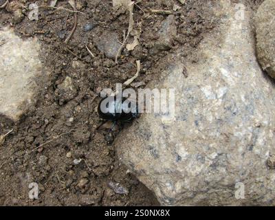 Waldkäfer (Anoplotrupes stercorosus) Stockfoto