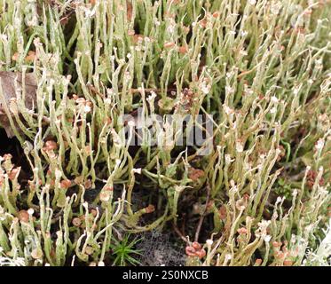 Smooth Pixie Flechte (Cladonia gracilis gracilis) Stockfoto