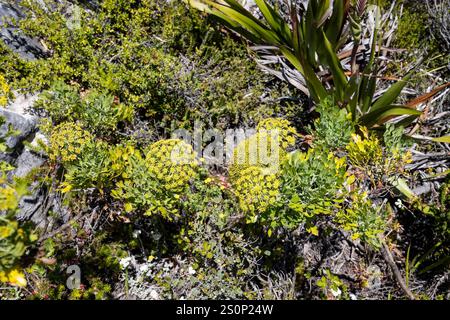 Nahaufnahme der Masse von gelben und grünen Fynbos-Blumen auf dem Tafelberg, Kapstadt, Südafrika Stockfoto