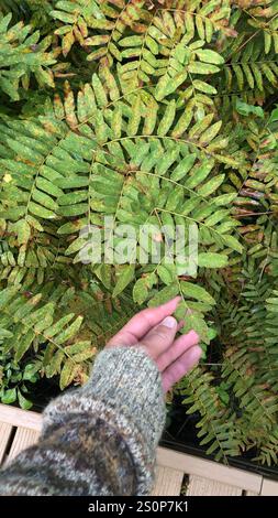 American Royal Fern (Osmunda spectabilis) Stockfoto