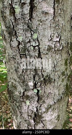 Buchenrinde Canker-Pilz (Neonectria faginata) Stockfoto