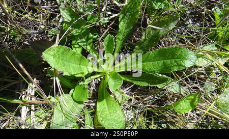 Sonnenblumen, Gänseblümchen, Astern und Verbündete (Asteraceae) Stockfoto