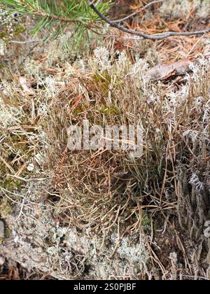 Smooth Pixie Flechte (Cladonia gracilis gracilis) Stockfoto