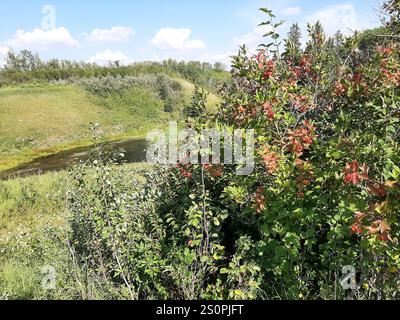 Amerikanischer Hochbusch Cranberry (Viburnum opulus americanum) Stockfoto