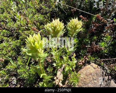 Weißer, kleinblütiger Pinsel (Castilleja parviflora albida) Stockfoto