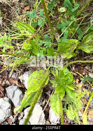 Amerikanische Kochbanane (Plantago rugelii) Stockfoto