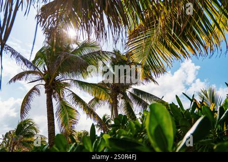 An einem warmen, sonnigen Tag scheint die helle Sonne wunderschön durch die hohen Palmen und wirft schöne Schatten und Lichtmuster auf den Boden Stockfoto