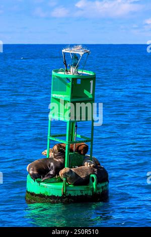 Eine grüne Boje mit einem Licht auf der Spitze sitzt im Meer. Eine Gruppe von Robben ruht auf der Boje Stockfoto