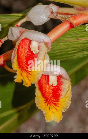 Ein vertikales Bild der exotischen Blüten des verschiedenartigen Muschelgingers Alpinia zerumbet variegata, einer tropischen Zierpflanze aus Ostasien. Stockfoto