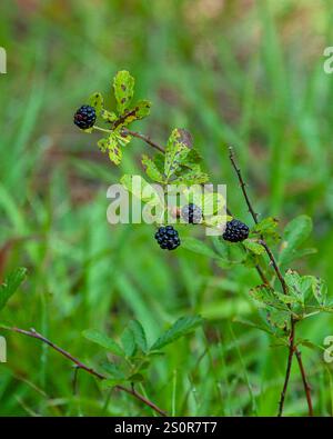 Ein Dornzweig reifer Brombeeren ist bereit, geerntet und gegessen zu werden. Rubus spp Stockfoto