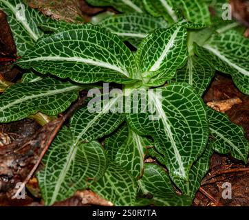 Dunkelgrüne Blätter mit Schlangenfellmuster von Flaumschlangen-Kochbananen, Goodyera pubescens. Ground Orchideen, die in Zentral- und Ostnordamerika beheimatet sind. Stockfoto