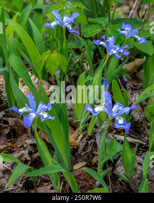 Im Frühjahr blüht in den Wäldern des Pigeon Mountain in Georgia die Zwergblume Iris cristata. Stockfoto