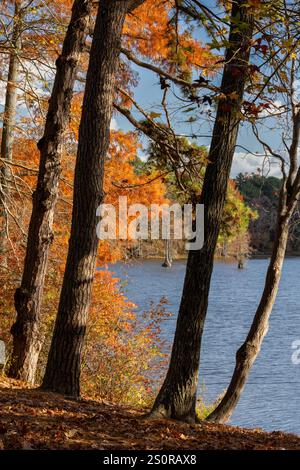 Bäume am Ufer eines Teichs im Herbst, Trap Pond State Park, Delaware Stockfoto