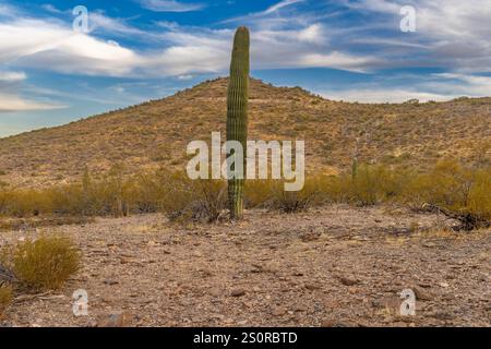 Dieses Foto fängt die raue Schönheit von Tucson, Arizona, mit seiner dramatischen Berglandschaft am Horizont ein. Saguaro Kakteen Punkt Stockfoto