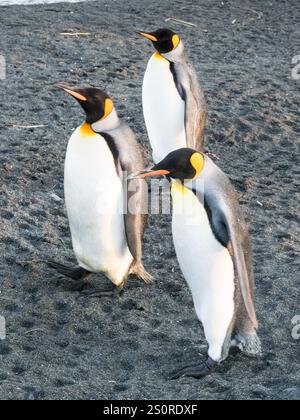 Gruppe von drei Königspinguinen (Aptenodytes patagonicus) im Gold Harbour, Südgeorgien. Stockfoto