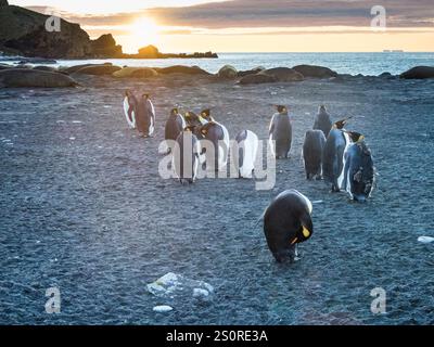 Königspinguine (Aptenodytes patagonicus) am Strand bei Sonnenaufgang im Gold Harbour mit Südseelefanten (Mirounga leonina), Südgeorgien Stockfoto