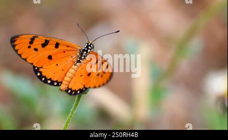 Nahaufnahme eines Schmetterlings auf einer Blume Stockfoto