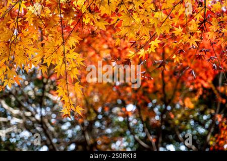 Nahaufnahme von herbstfarbenen Ahornblättern, die an den Bäumen hängen, gegen verschwommene Bäume und den Hintergrund des Himmels Stockfoto