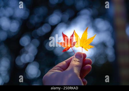 Nahaufnahme einer Hand, die herbstfarbene Ahornblätter gegen verschwommene Baumblätter und blauen Himmel hält Stockfoto