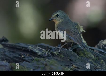 Schneeräumter Flycatcher, Danau Tambligan Forest, Bali, Indonesien, Oktober 2024 Stockfoto