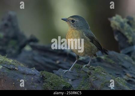 Schneeräumter Flycatcher, Danau Tambligan Forest, Bali, Indonesien, Oktober 2024 Stockfoto