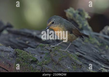 Schneeräumter Flycatcher, Danau Tambligan Forest, Bali, Indonesien, Oktober 2024 Stockfoto