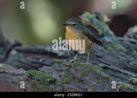 Schneeräumter Flycatcher, Danau Tambligan Forest, Bali, Indonesien, Oktober 2024 Stockfoto