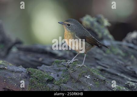 Schneeräumter Flycatcher, Danau Tambligan Forest, Bali, Indonesien, Oktober 2024 Stockfoto