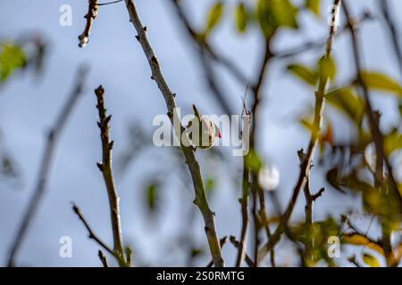 Ein gewöhnlicher Wachsschnabel, der auf einem Baum sitzt Stockfoto